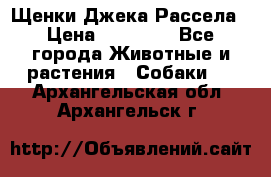 Щенки Джека Рассела › Цена ­ 10 000 - Все города Животные и растения » Собаки   . Архангельская обл.,Архангельск г.